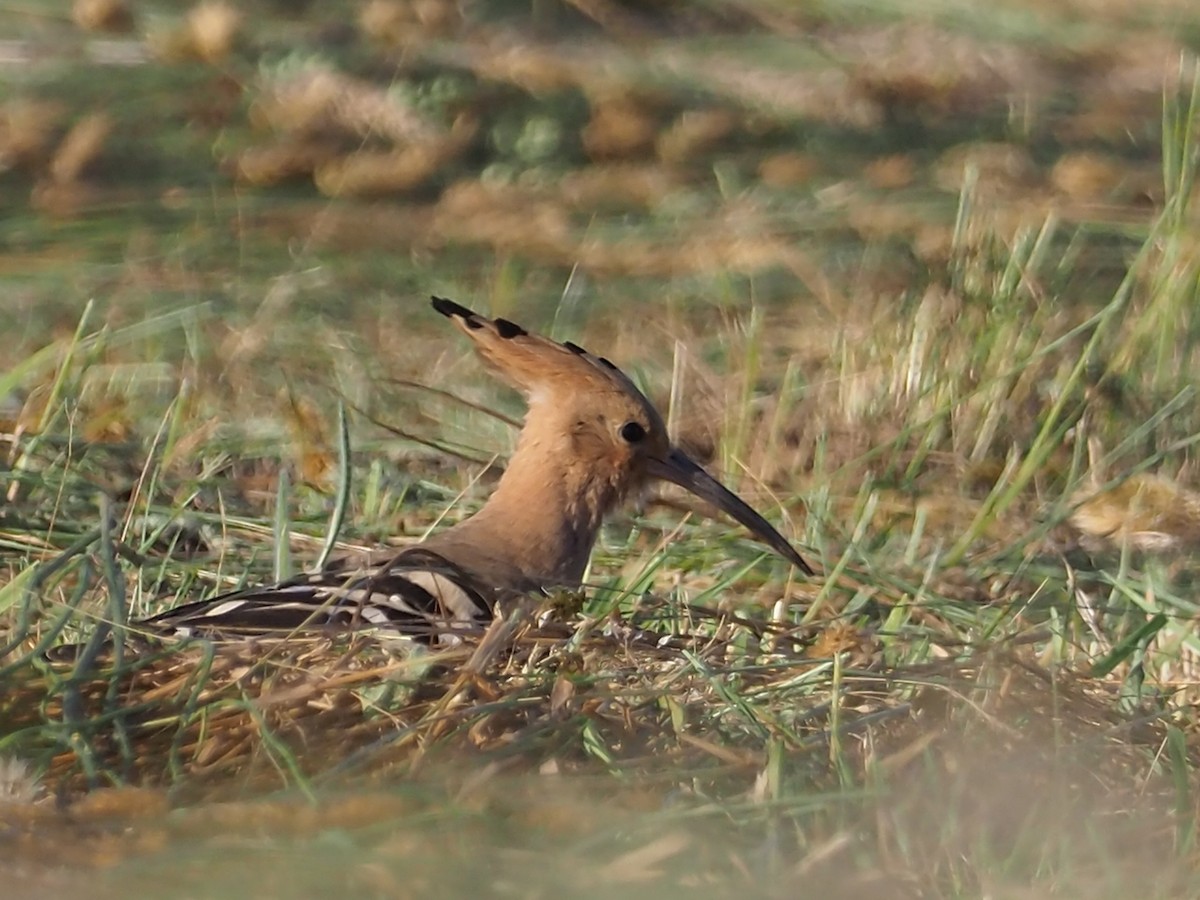 Eurasian Hoopoe - ML244814721