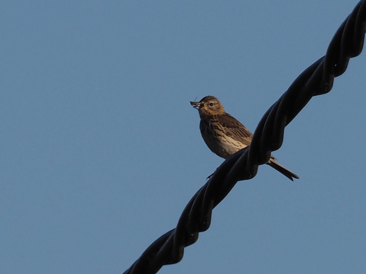 Tree Pipit - ML244815221