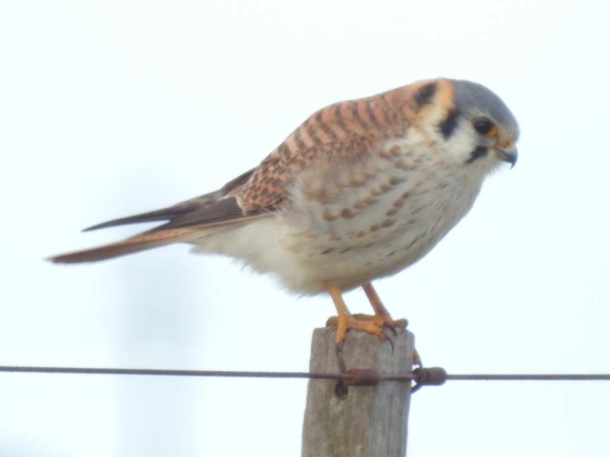 American Kestrel - ML244815361