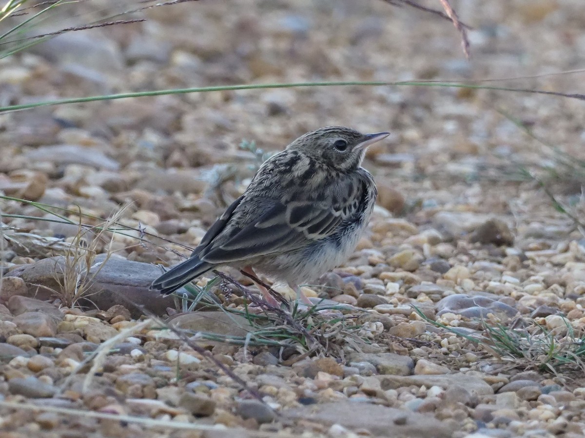 Tree Pipit - ML244815631