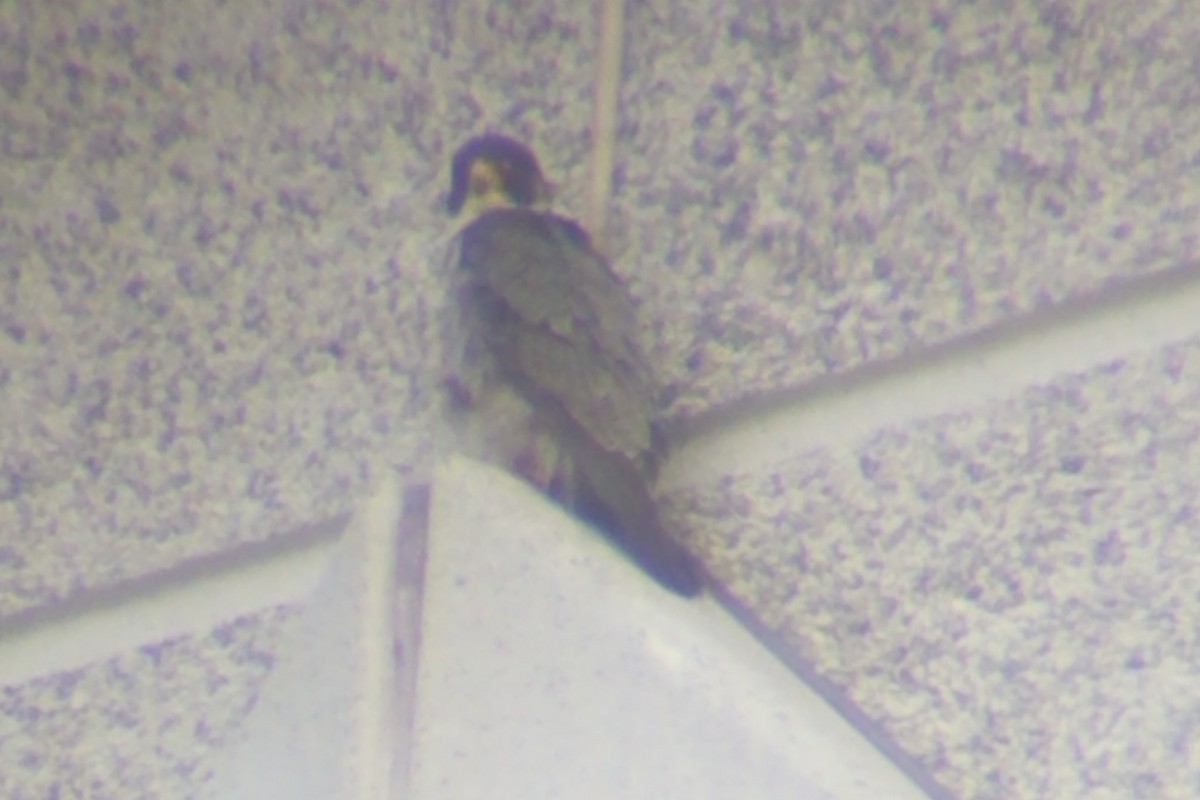 Peregrine Falcon - ML244815721