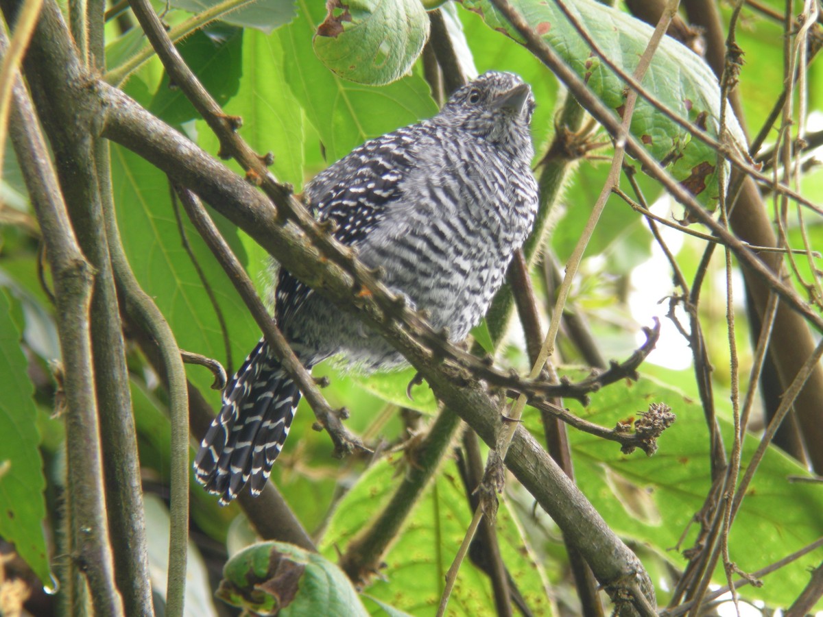 Bar-crested Antshrike - ML244816061