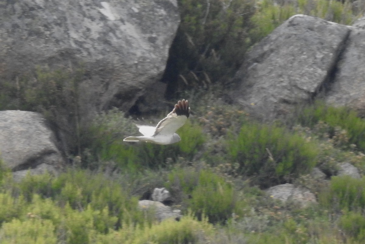 Hen Harrier - ML244818401