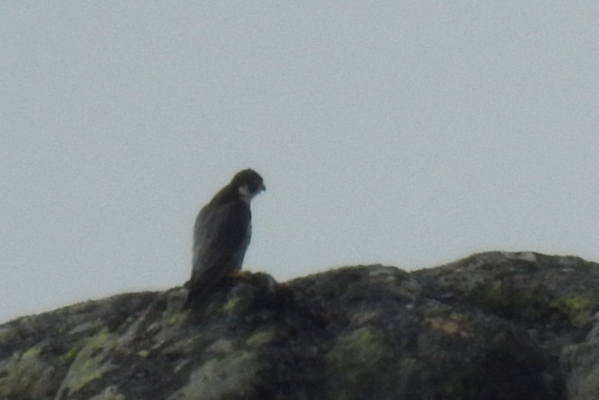 Peregrine Falcon - ML244818441