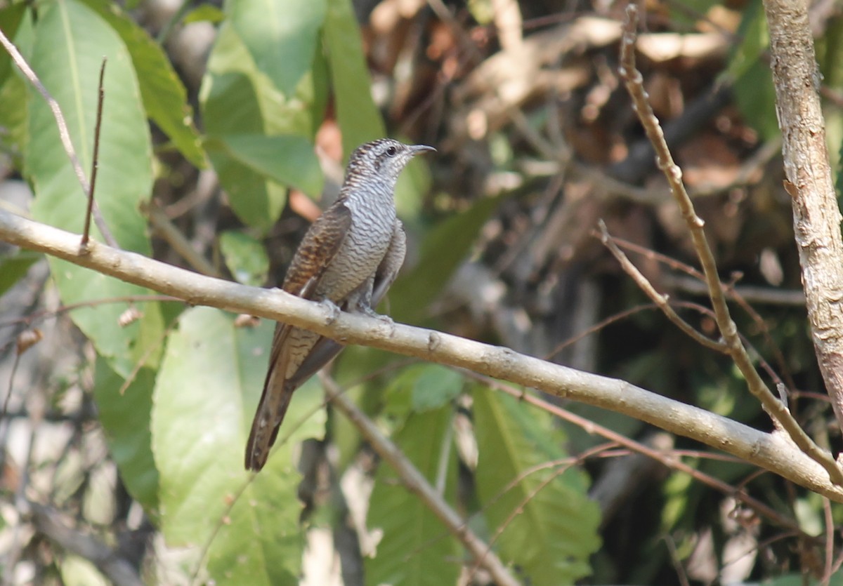 Banded Bay Cuckoo - ML244819071