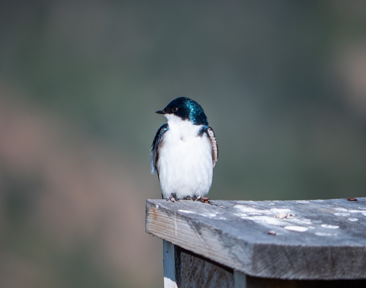 Tree Swallow - ML244827121