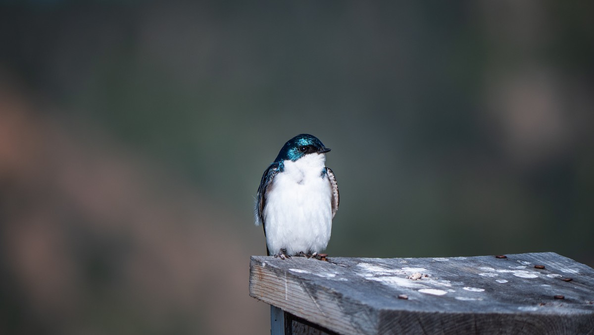 Tree Swallow - ML244827131