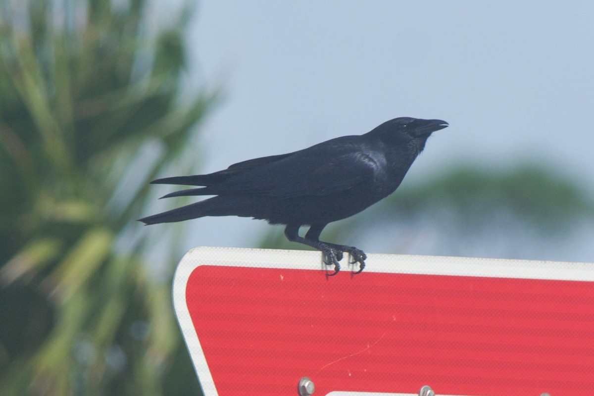 Fish Crow - ML244828181