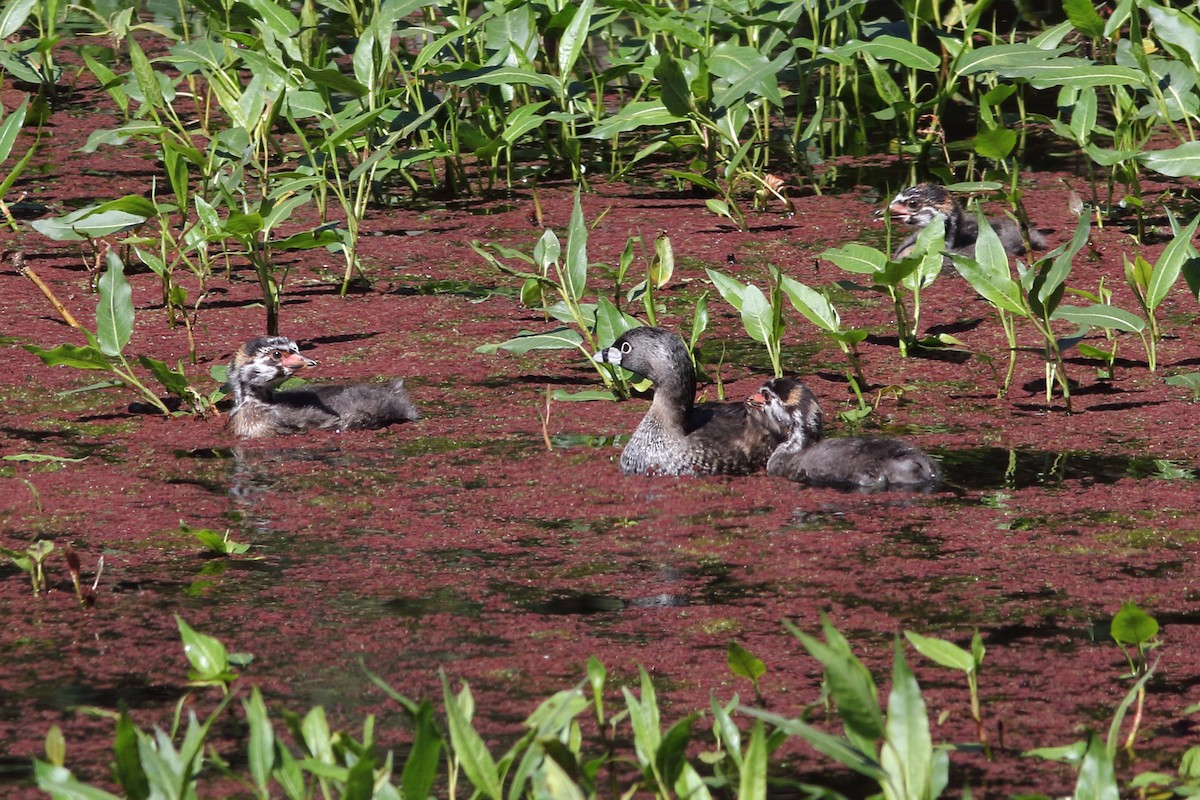 Pied-billed Grebe - R.J.  Adams