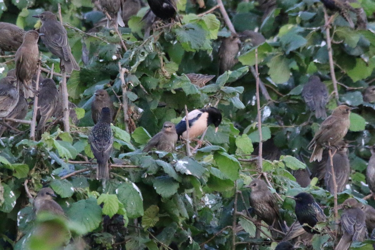 Rosy Starling - ML244828511