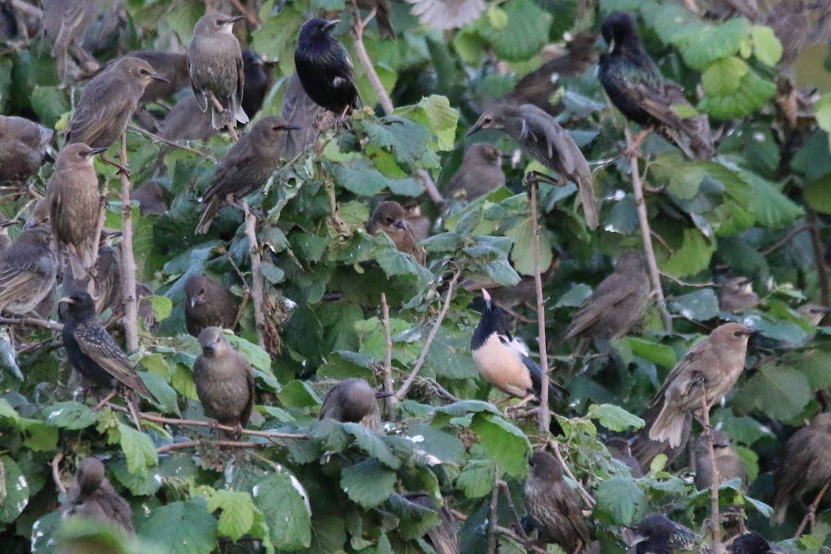 Rosy Starling - Wigbert Vogeley