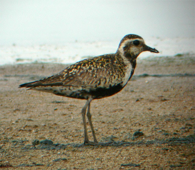 Chorlito Dorado Siberiano - ML244830401