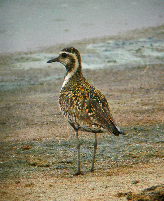 Pacific Golden-Plover - ML244830441