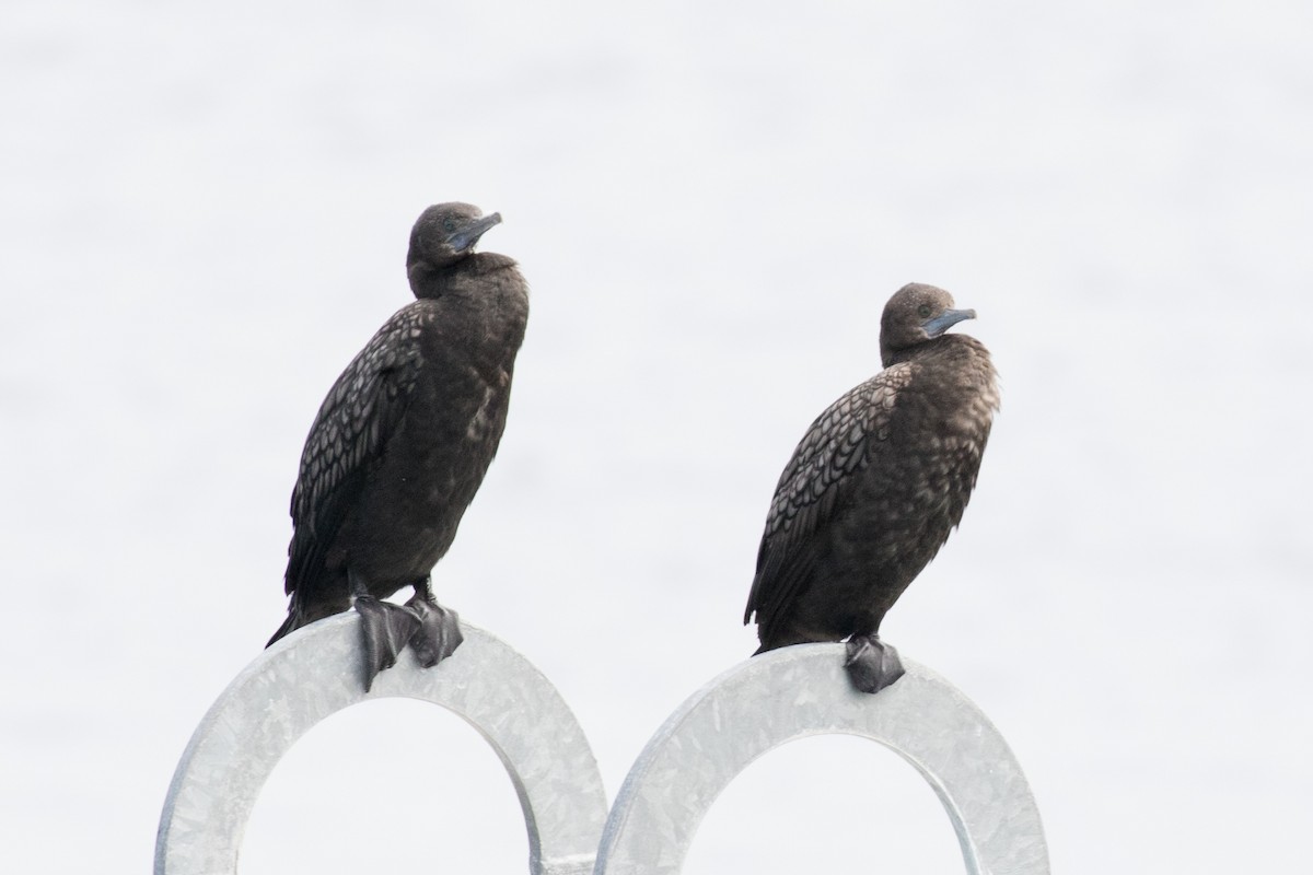 Little Black Cormorant - ML244831811