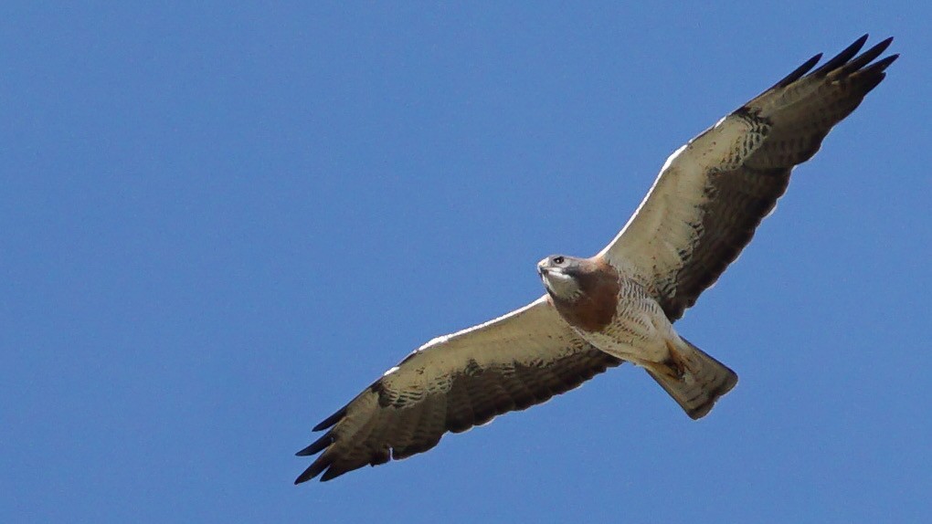 Swainson's Hawk - Jacob Tims