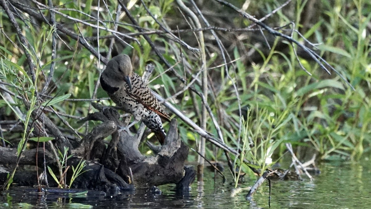 Northern Flicker - Jacob Tims