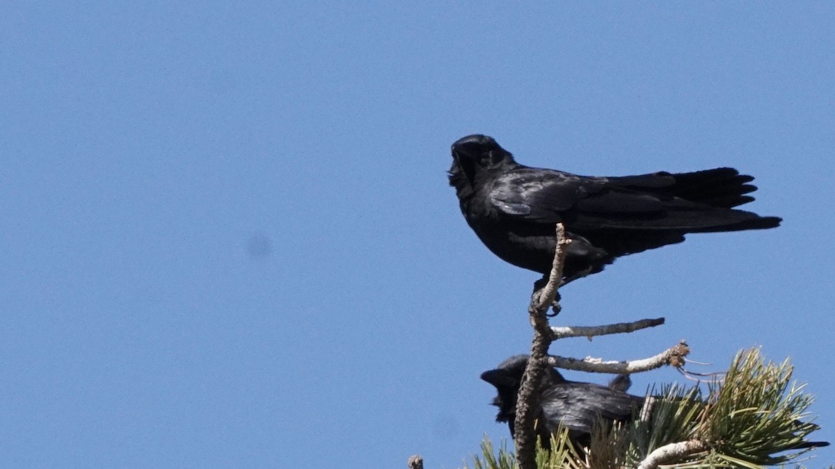 American Crow - Jacob Tims