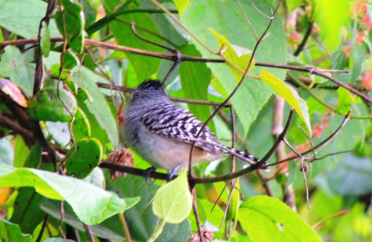 Chapman's Antshrike - Paul Molina A