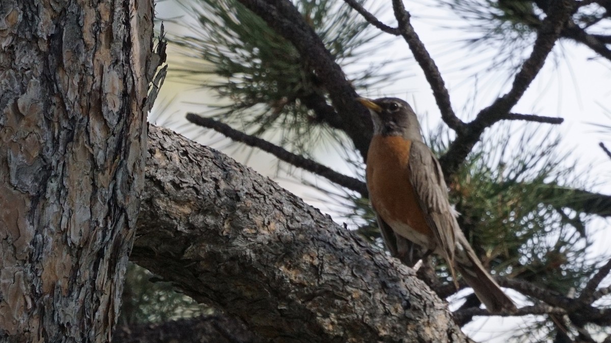 American Robin - ML244832961