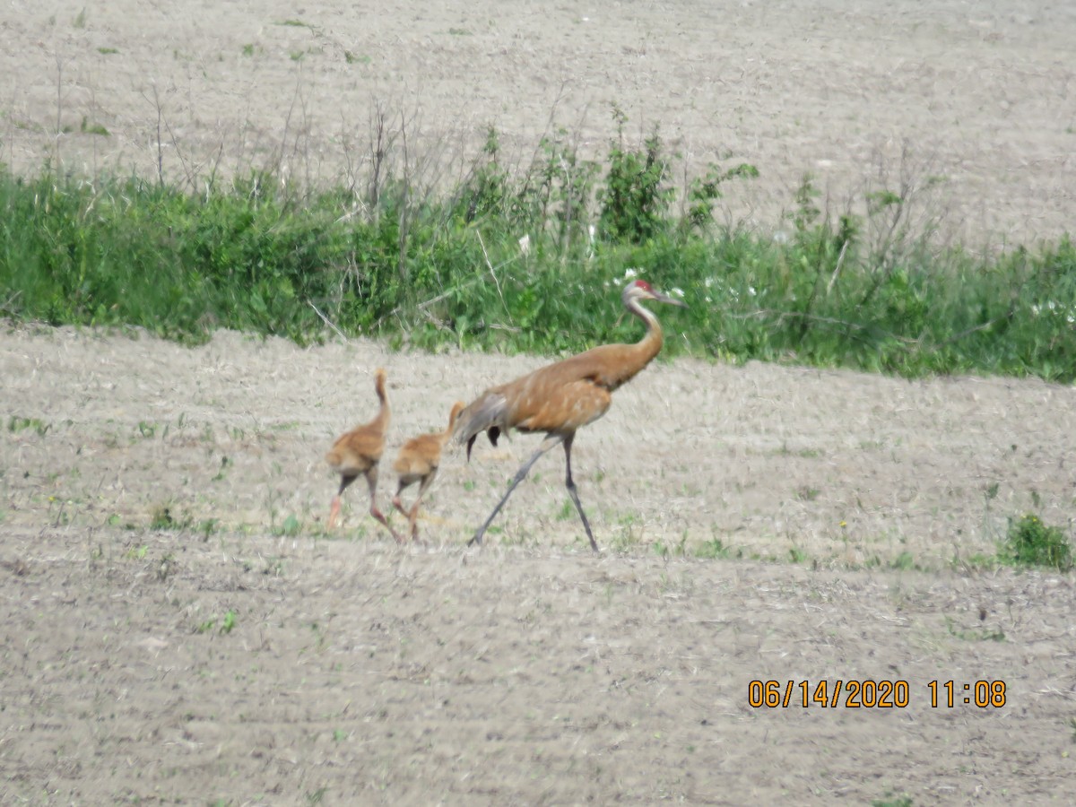 Sandhill Crane - ML244833051