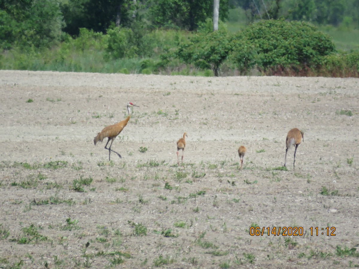 Sandhill Crane - ML244833191