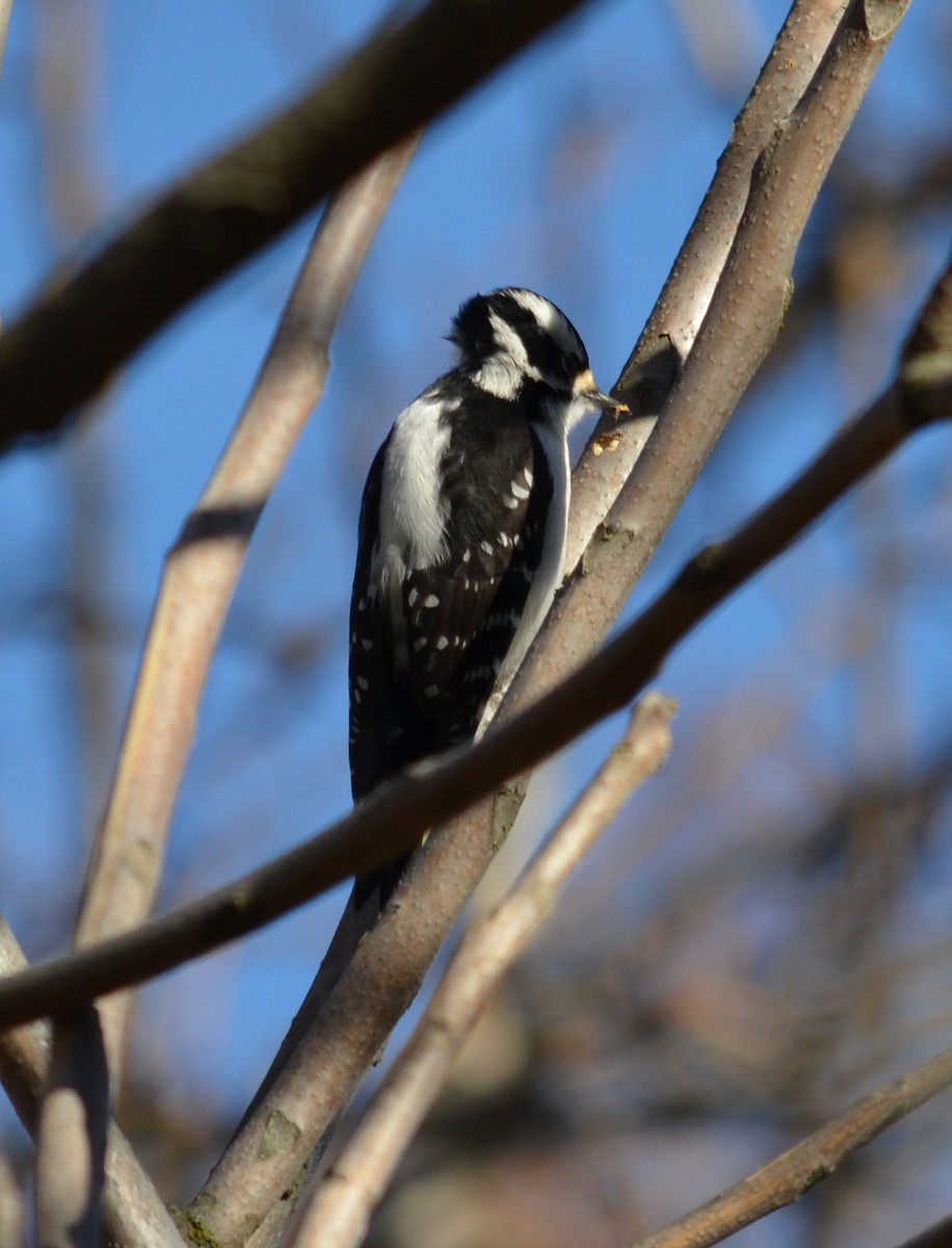 Downy Woodpecker - ML24483321