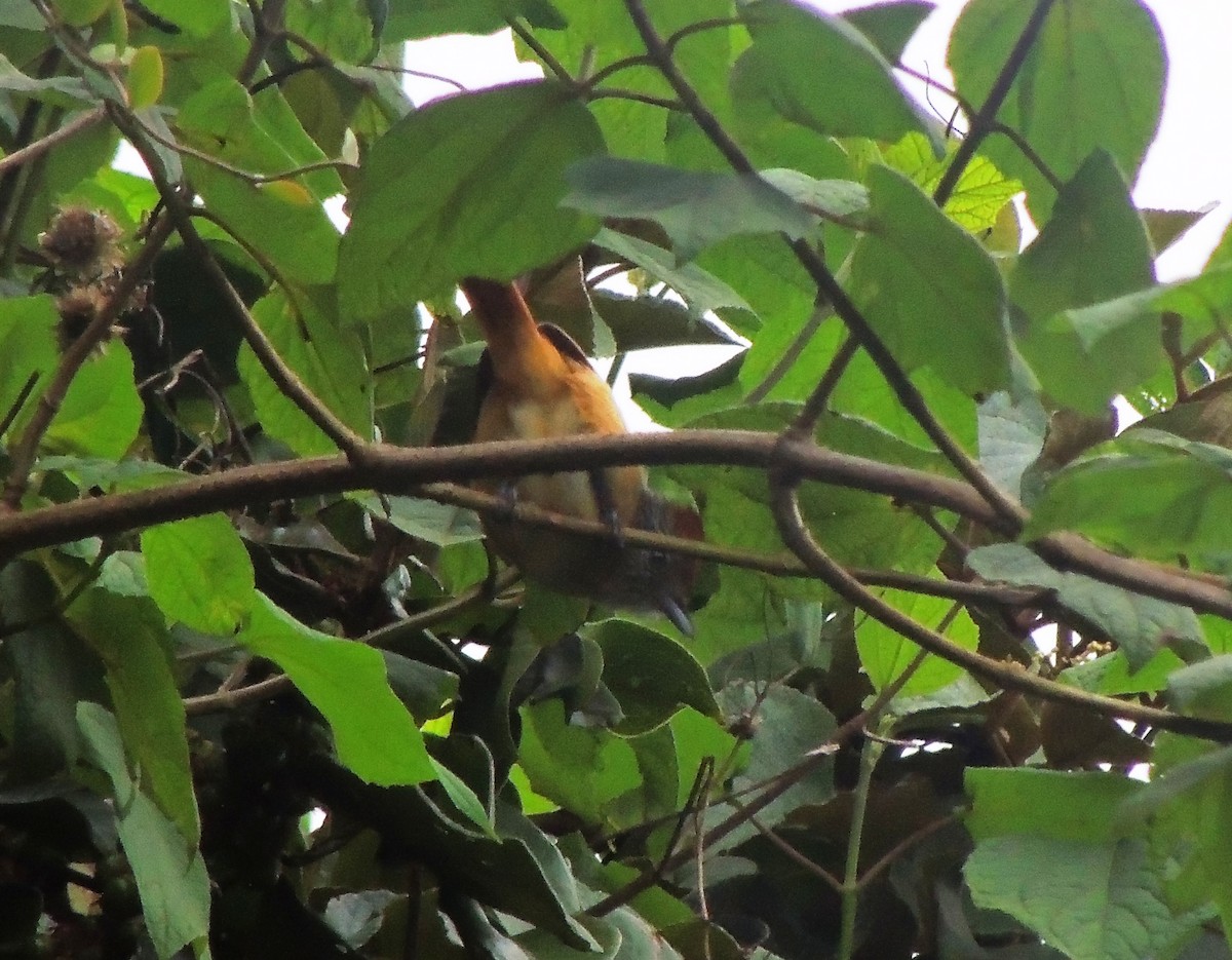 Chapman's Antshrike - ML24483331