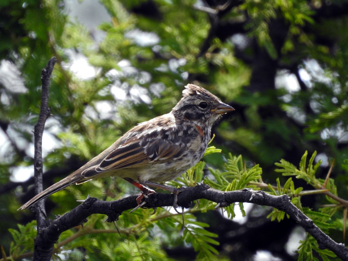 Rufous-collared Sparrow - Hernan Bauret