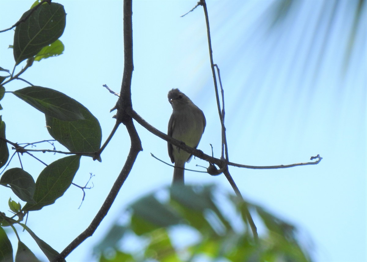 Northern Beardless-Tyrannulet - Heidi  Viteri