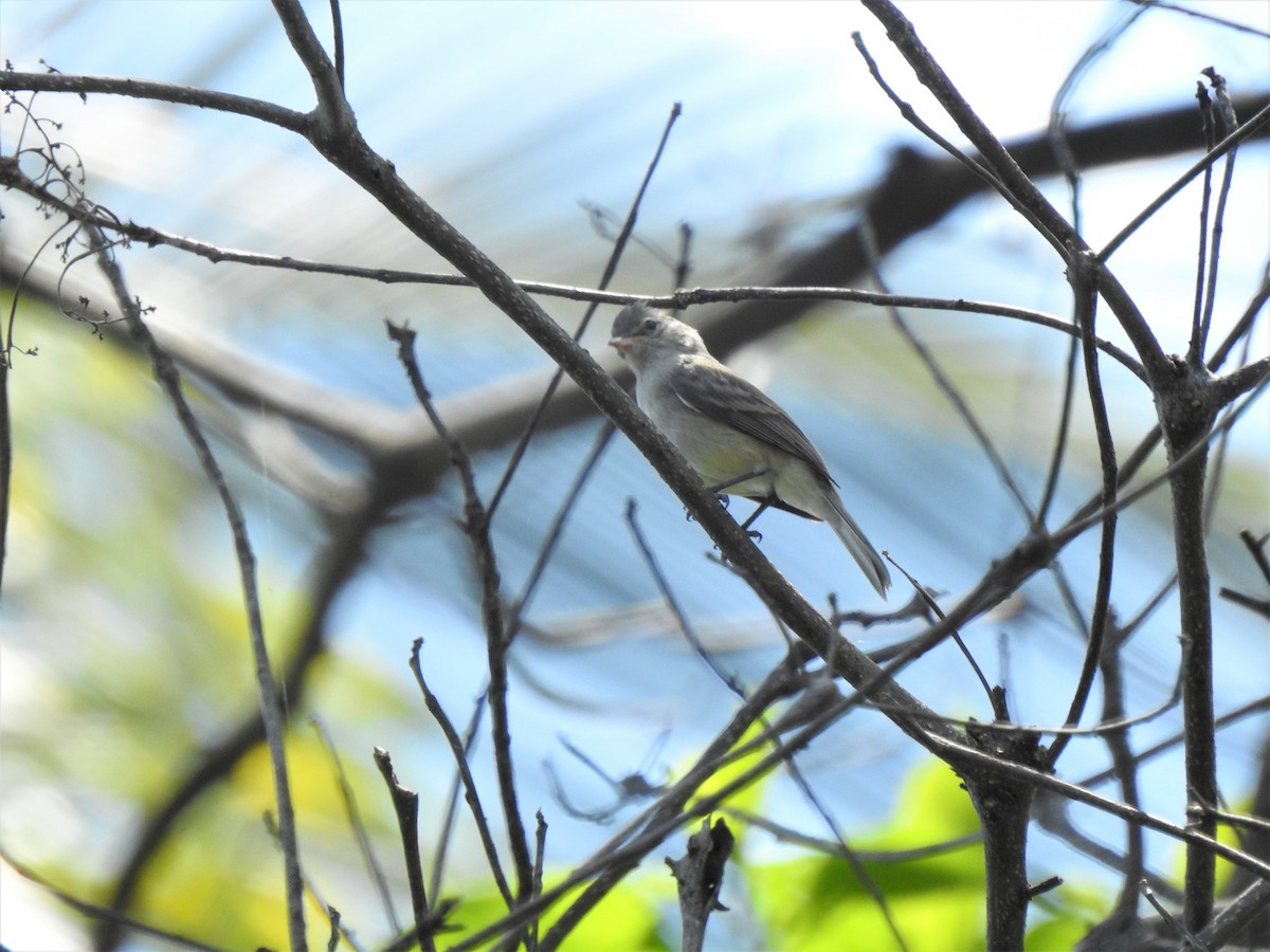 Northern Beardless-Tyrannulet - ML244834711