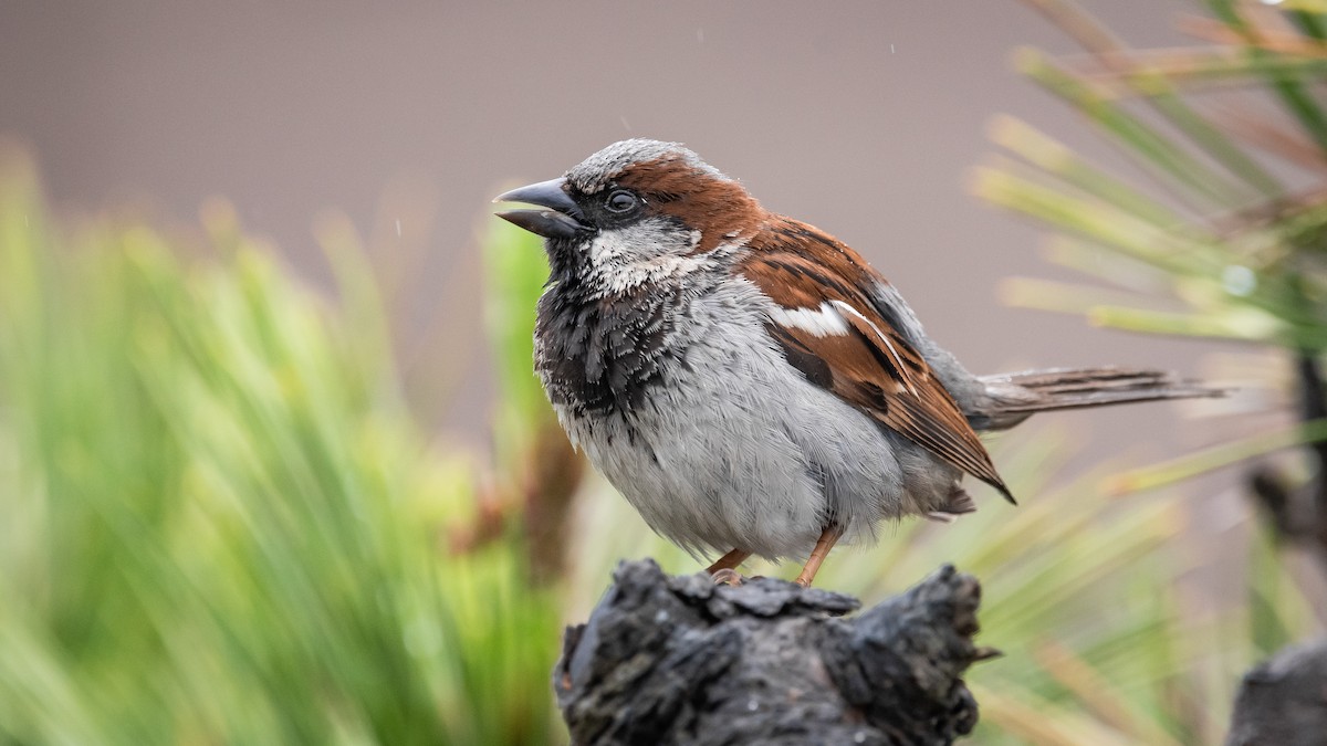 House Sparrow - ML244834781