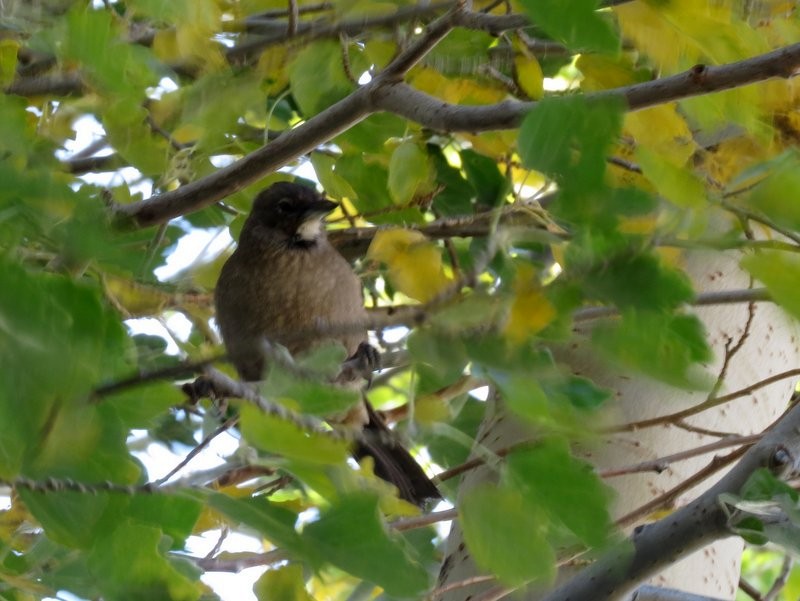 White-throated Cacholote - ML244834881