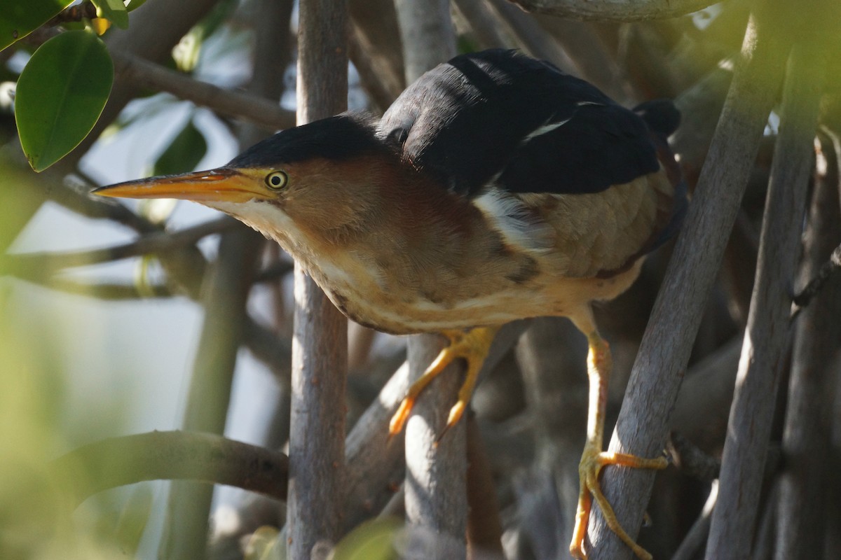 Least Bittern - ML244835951