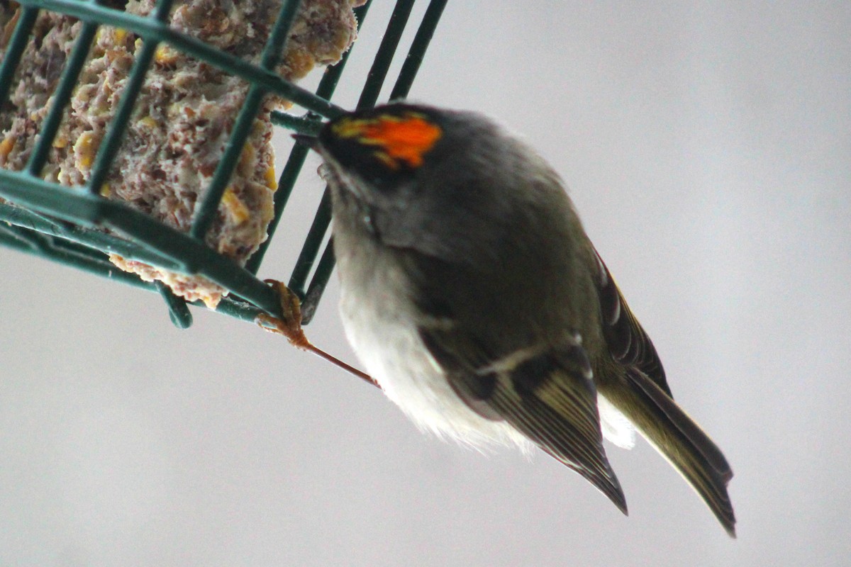 Golden-crowned Kinglet - ML24483661