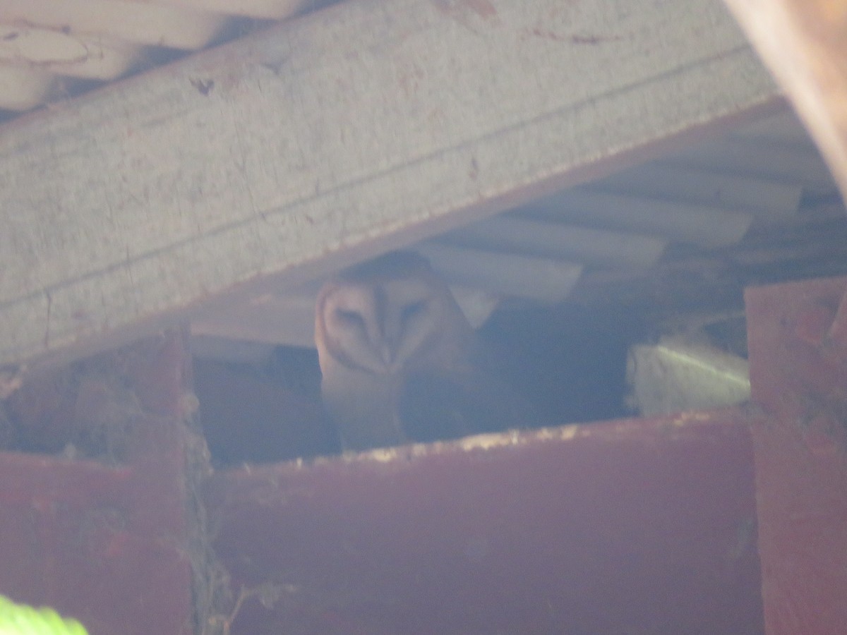 Barn Owl - ML244837251