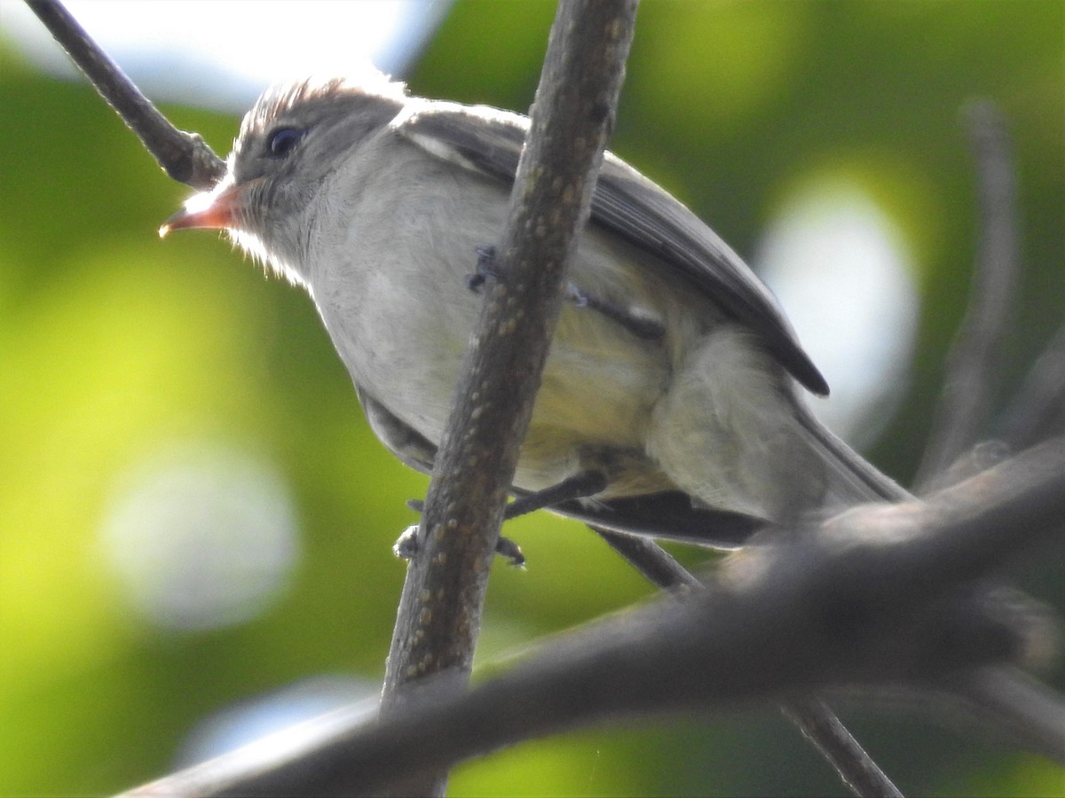 Northern Beardless-Tyrannulet - Heidi Pasch de Viteri