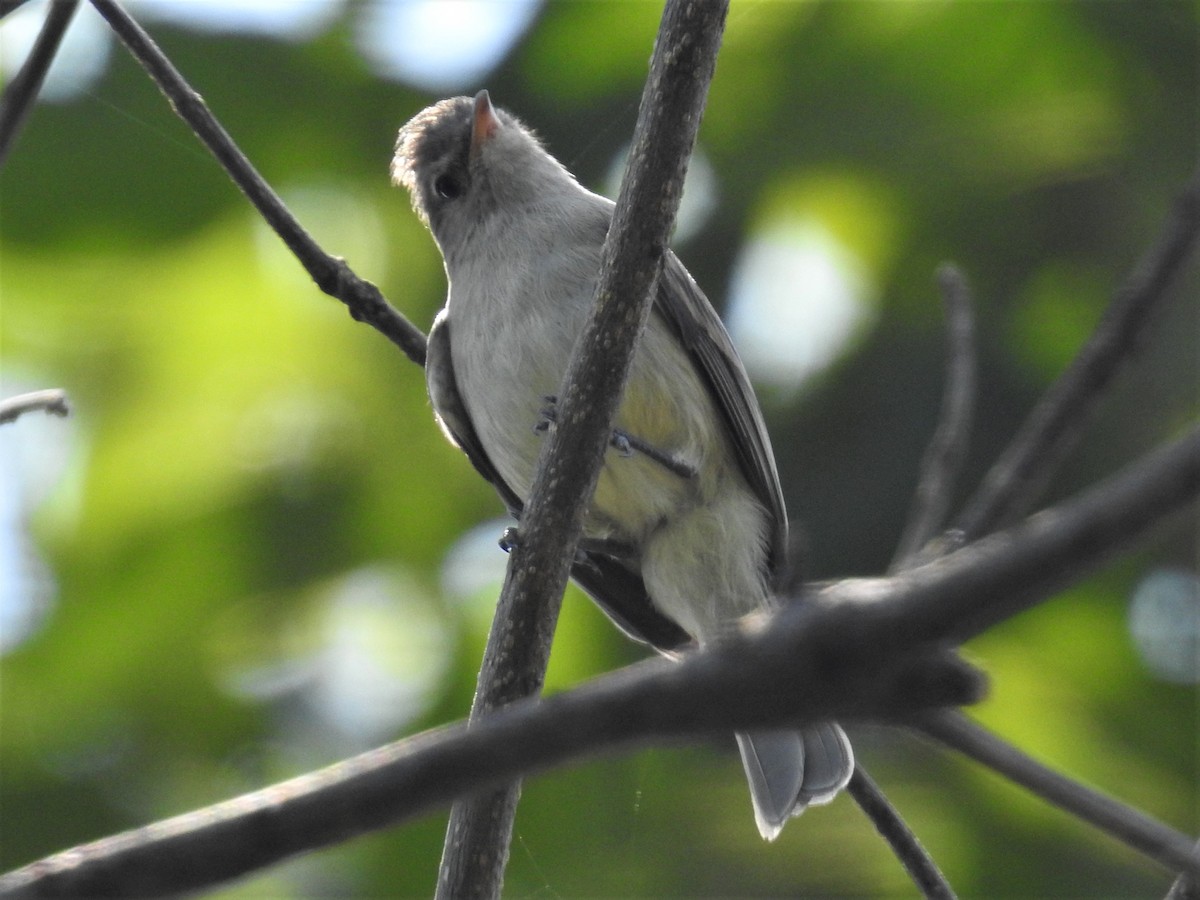 Northern Beardless-Tyrannulet - ML244839261