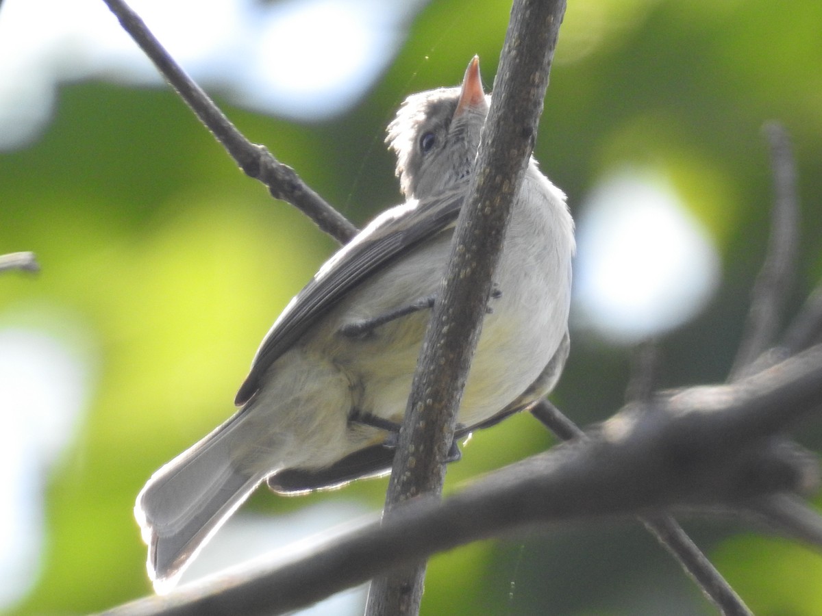 Northern Beardless-Tyrannulet - Heidi Pasch de Viteri