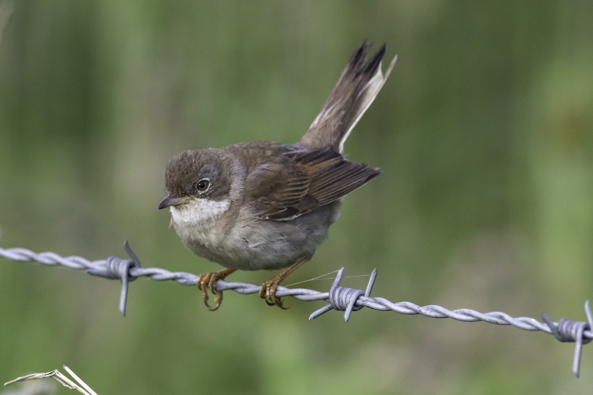 Greater Whitethroat - ML244839491