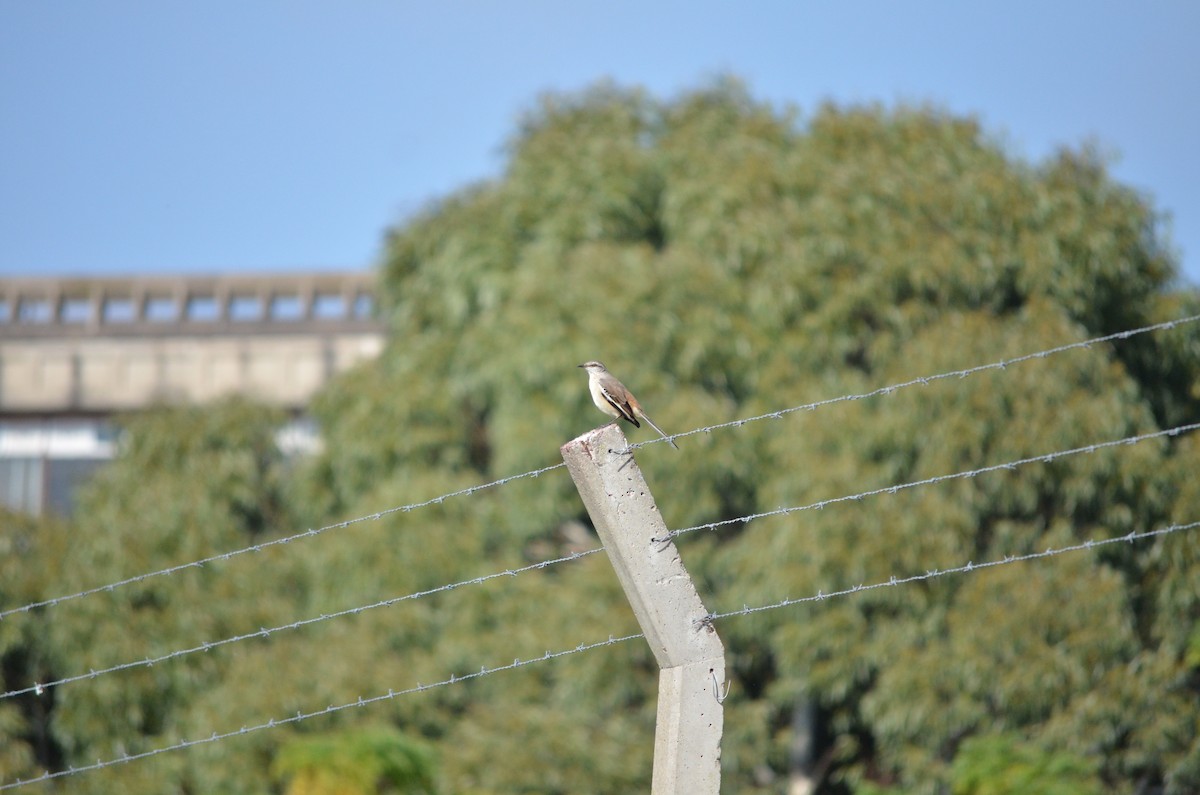 White-banded Mockingbird - Club de Observadores de Aves Reserva Ecológica Costanera Norte