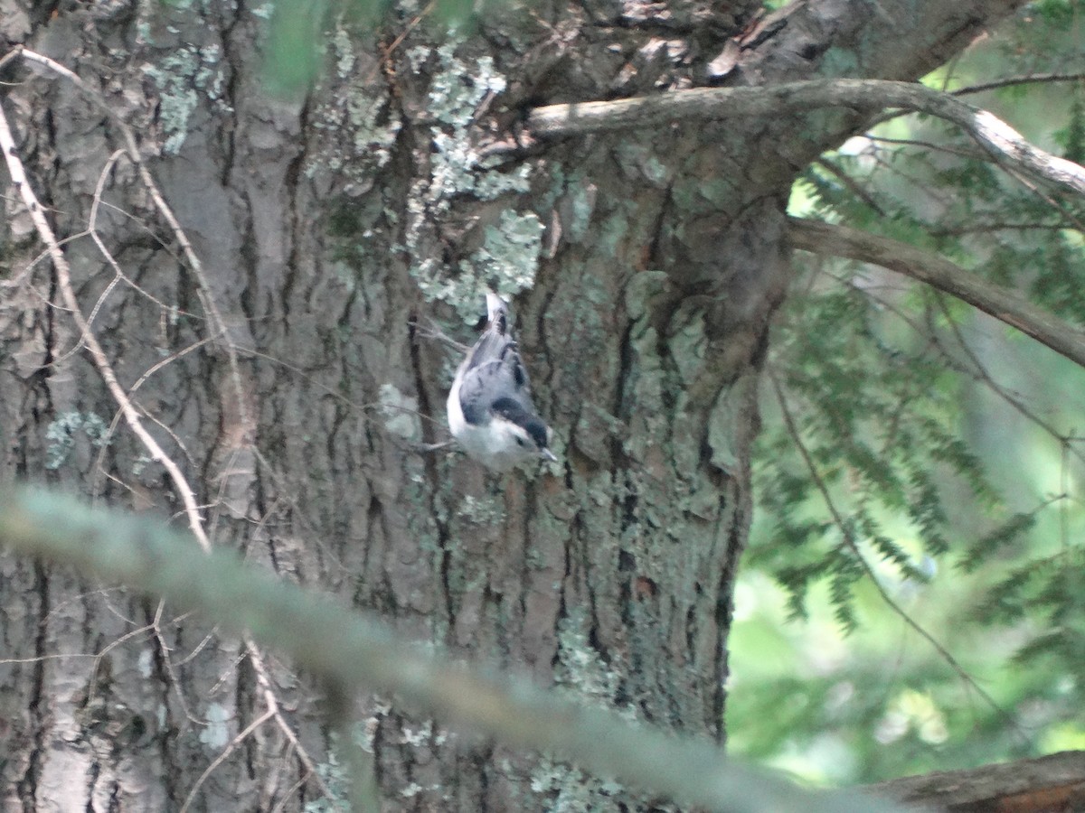 White-breasted Nuthatch - ML244840671