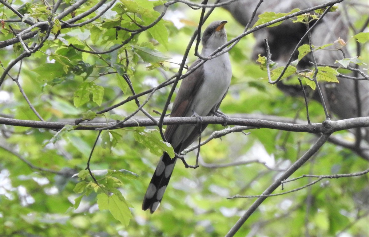 Yellow-billed Cuckoo - ML244841031