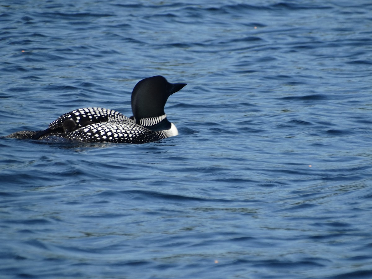 Common Loon - ML244841101