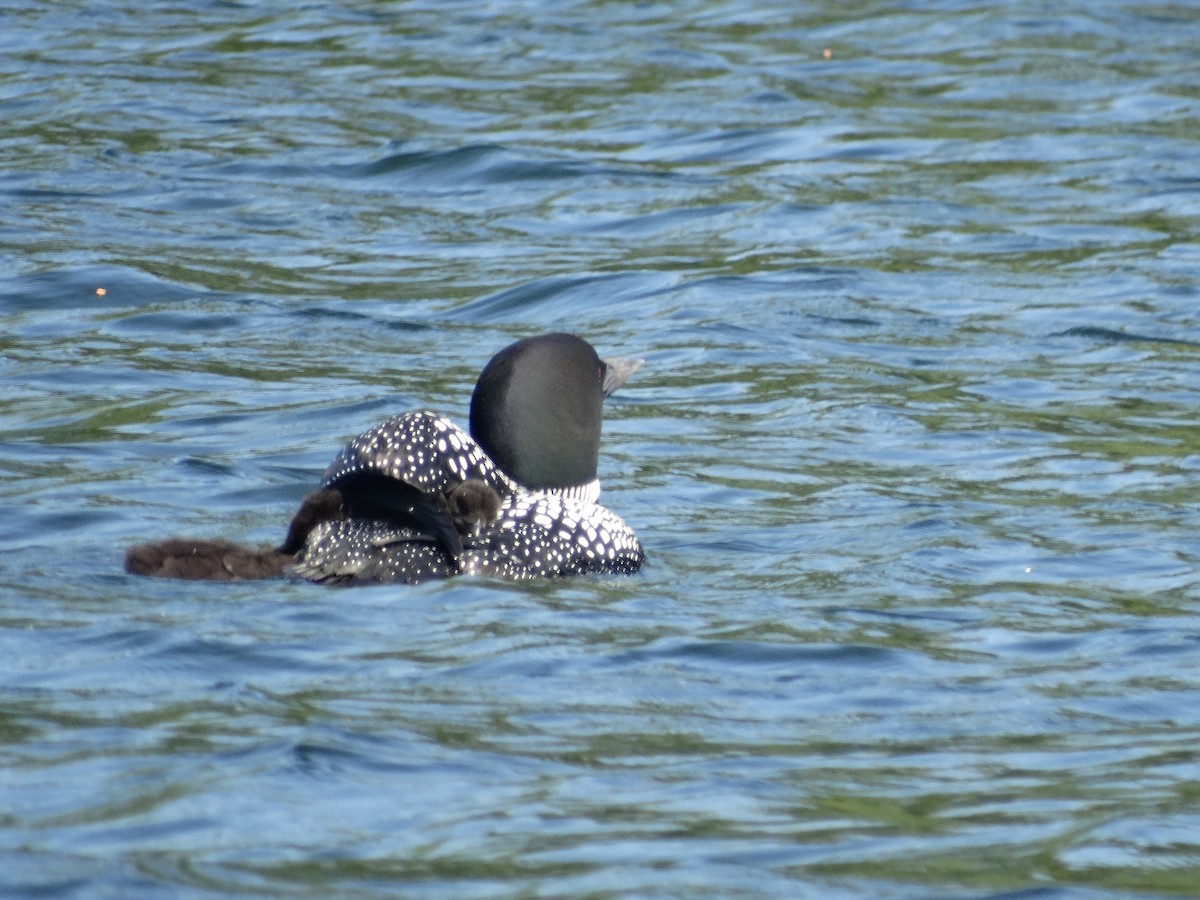 Common Loon - ML244841131