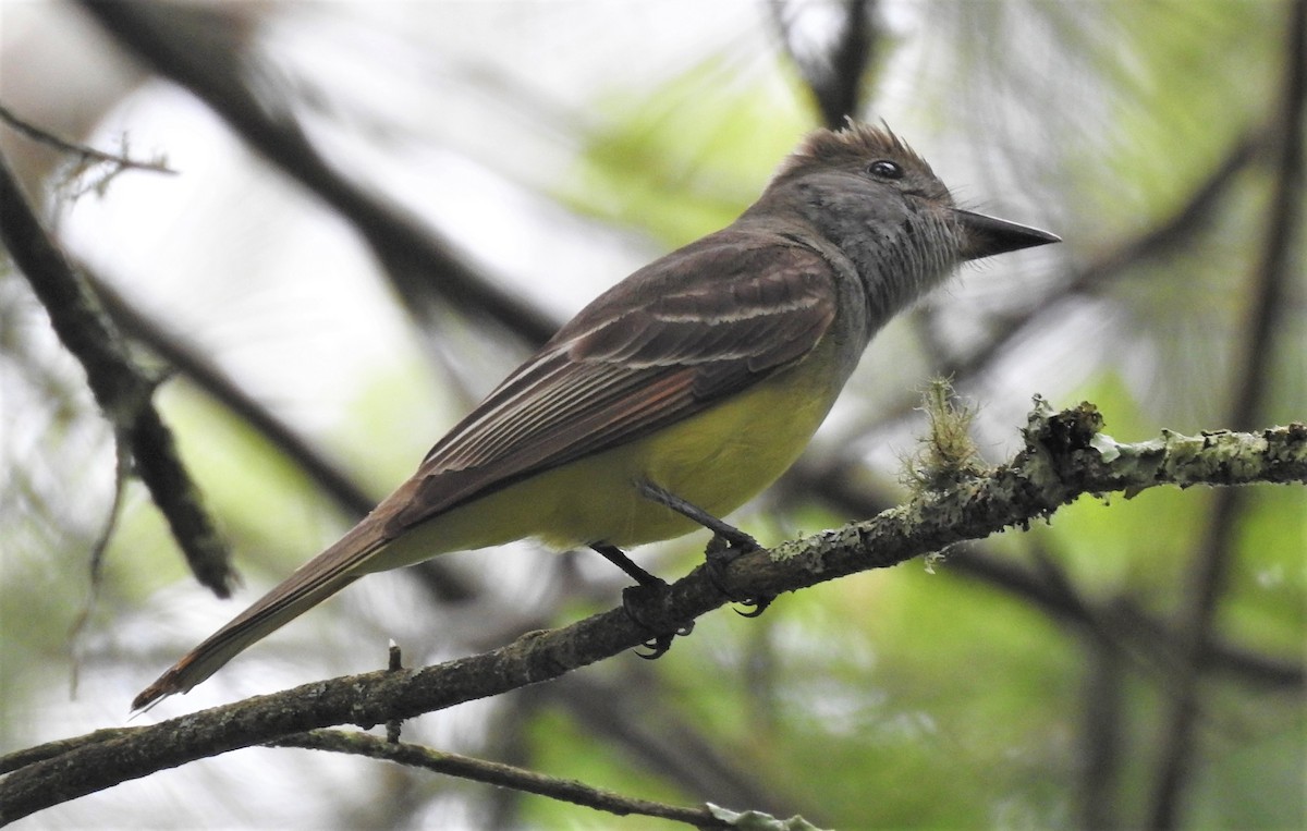 Great Crested Flycatcher - Carol Baird Molander