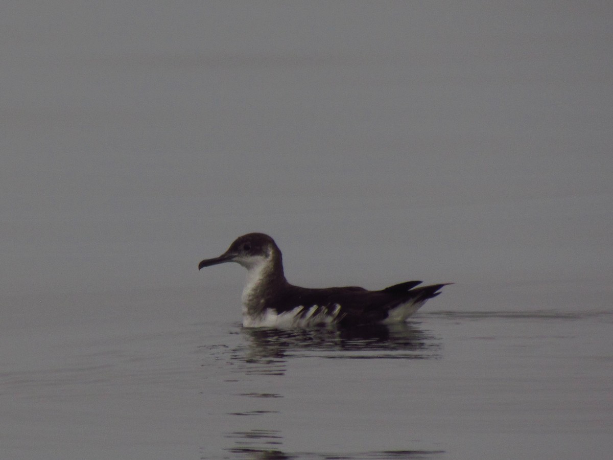 Manx Shearwater - ML24484141