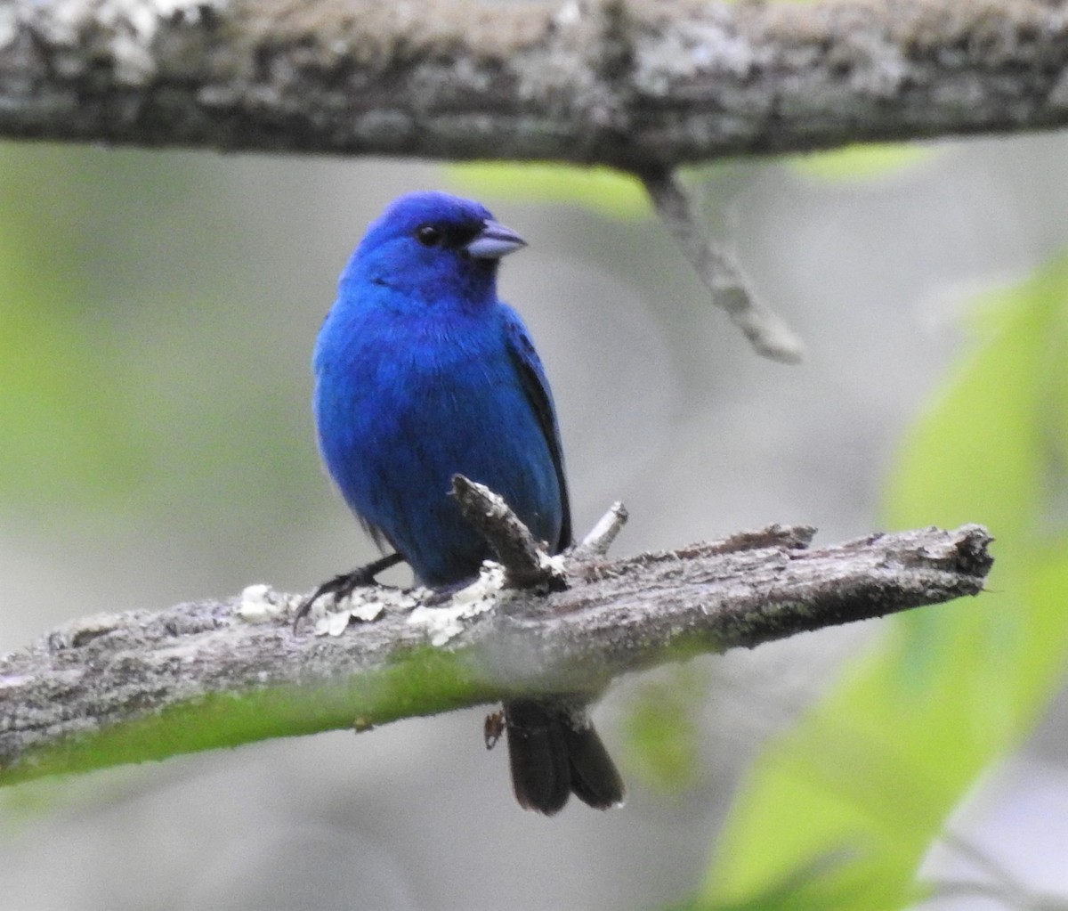 Indigo Bunting - Carol Baird Molander