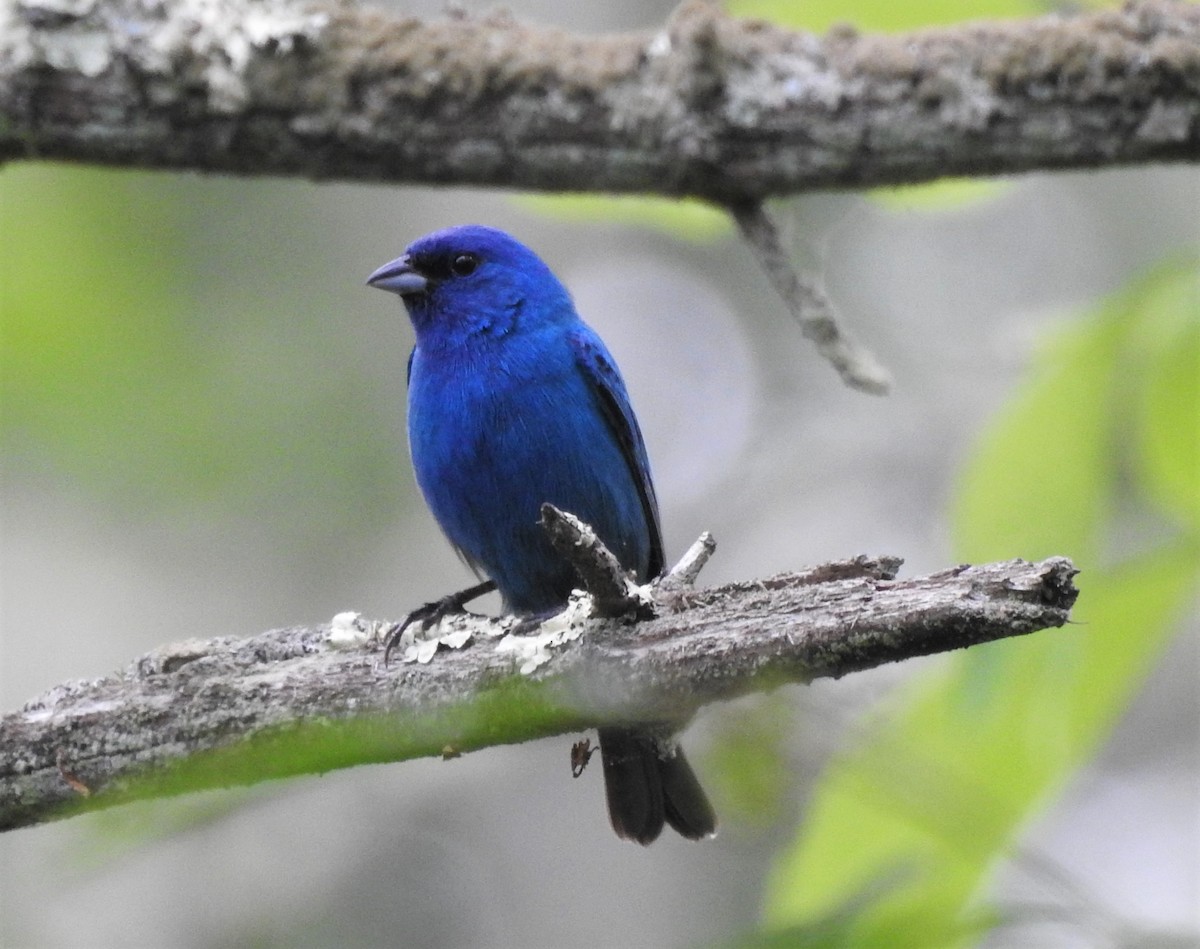 Indigo Bunting - Carol Baird Molander