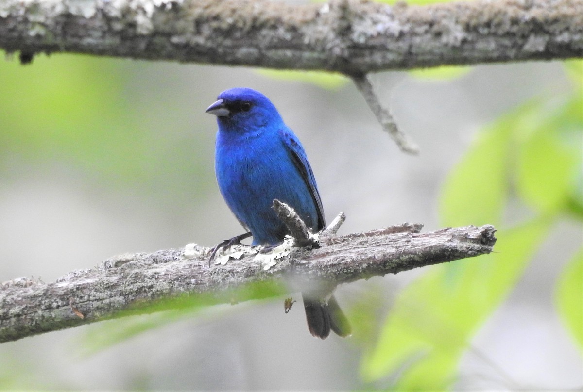 Indigo Bunting - ML244841641