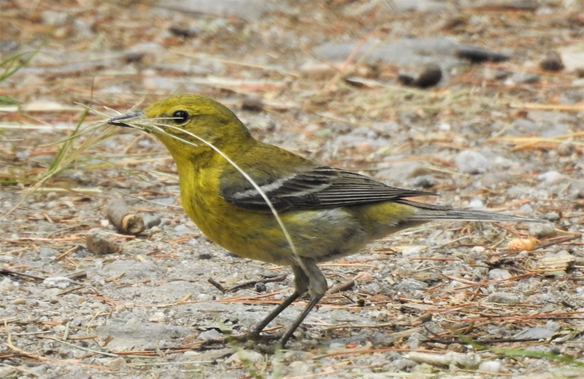 Pine Warbler - ML244842271